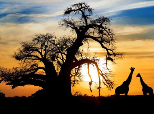 Fligths to South Africa